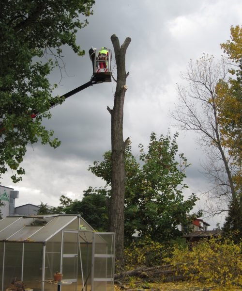 Baumpflege-Baumfaellung.jpg Baumpflege-Baumfaellung.jpg
